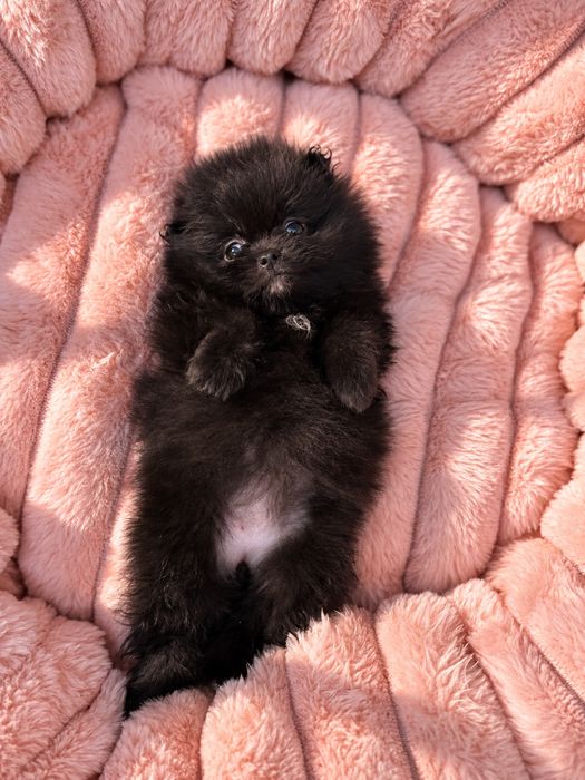 Dziewczynka pomeranian szpic miniaturowy
