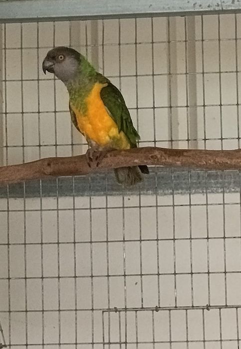 Fêmea papagaio Senegal 2022/troca