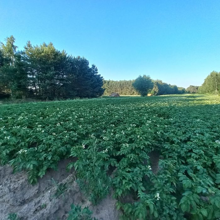 Ziemniaki młode jadalne