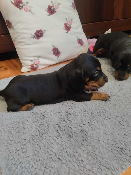 Jamnik szczeniak czarno podpalany