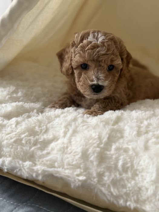 Bochpoo Poochon Maltipoo