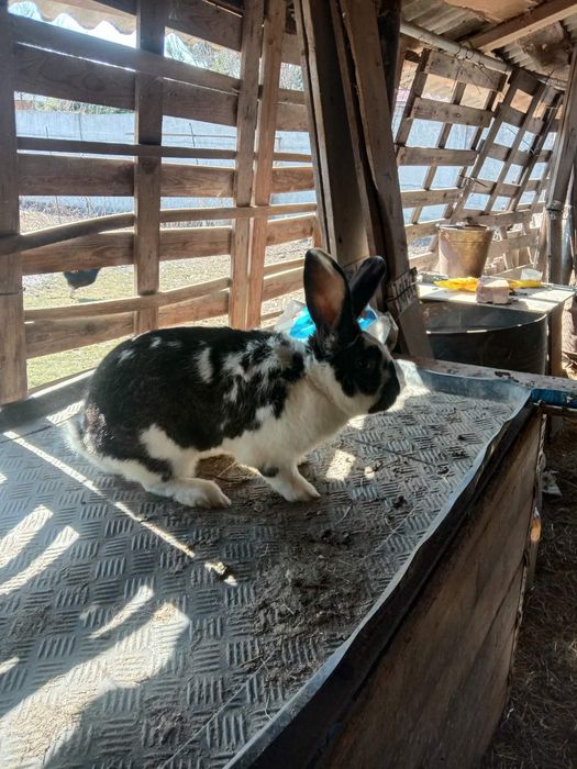 Продам кролів та кроленять