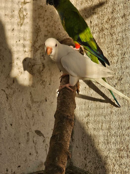 Conure de peito cinzento albino
