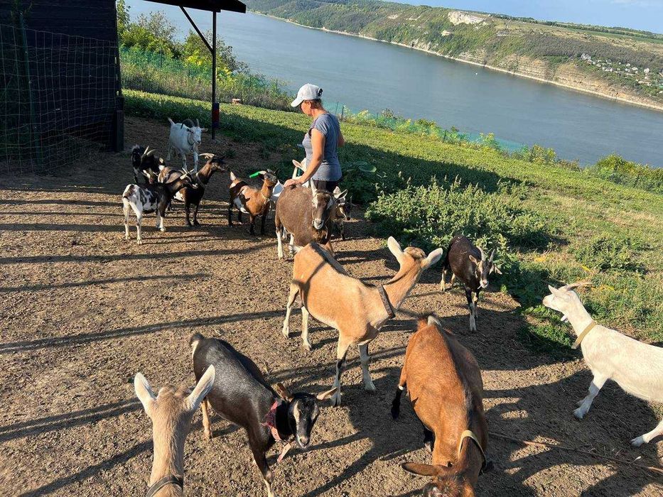 Камерунские, Тюренские,  молочные козы.