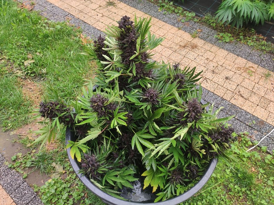 Black Devil  CBD susz nieobcięty 1 kg 1000g