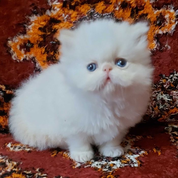 Персидские котята