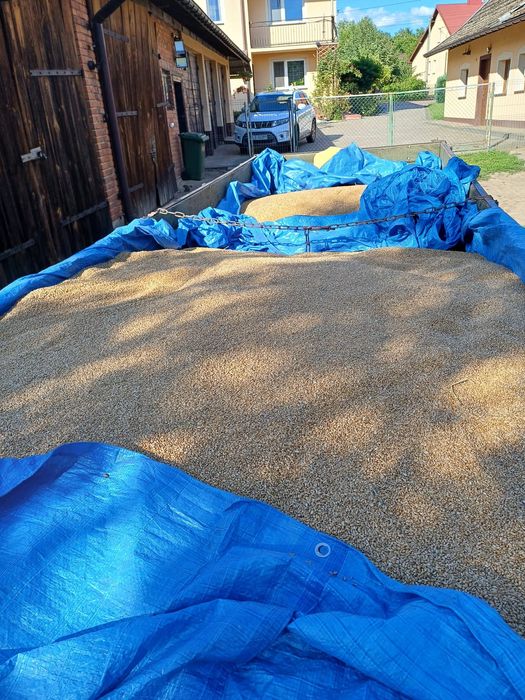 Sprzedam przenice kilimandzaro i Lubin niebieski