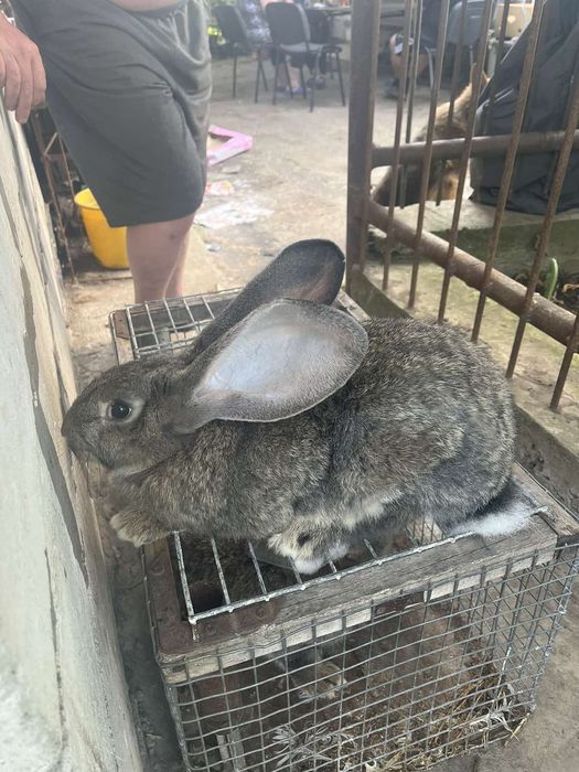 Кролики великаны!!!
