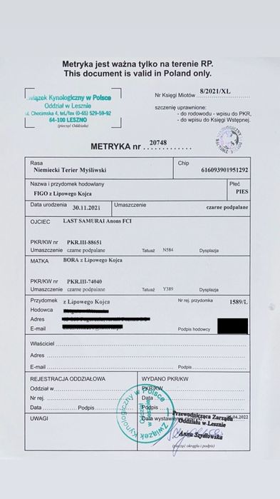 Niemiecki Terier Mysliwski