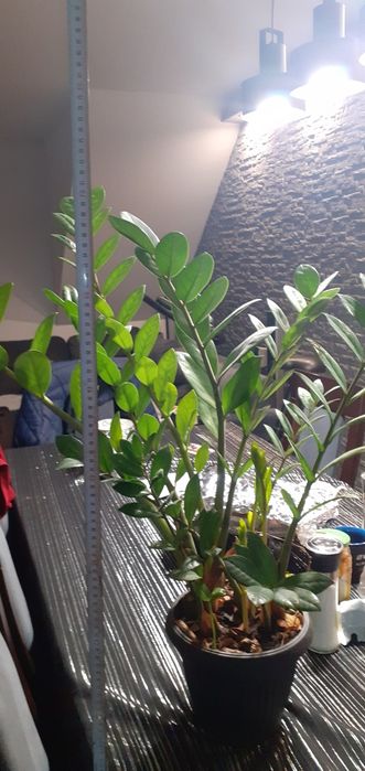 Kwiatek, ziamiokulas