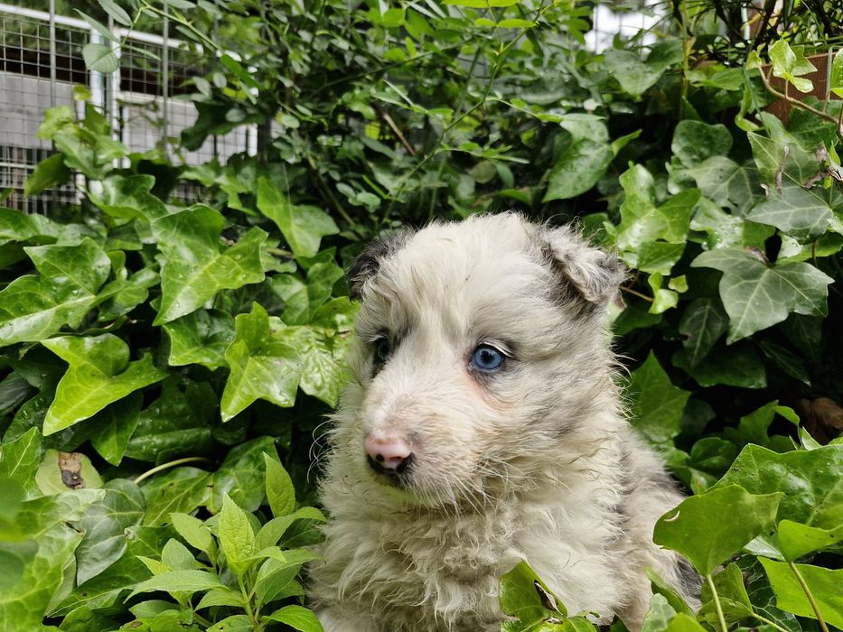 Border Collie piesek niebieskoki