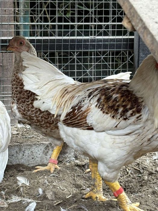 Когут корниш 5 місяц