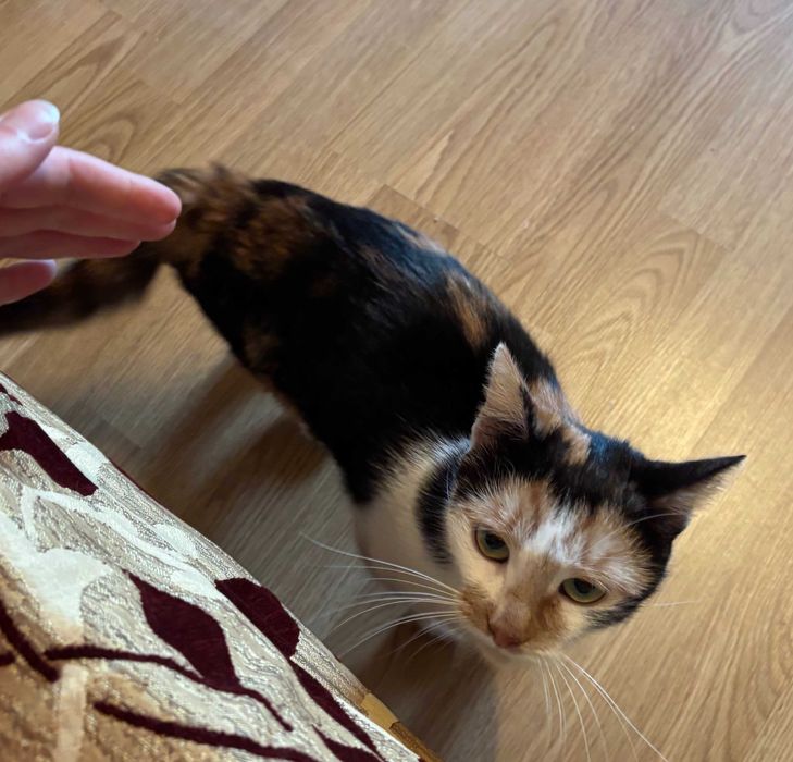 Знайшлася триколірна киця