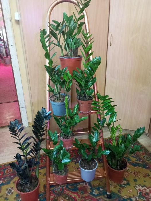 Замиокулькас (долларовое дерево)