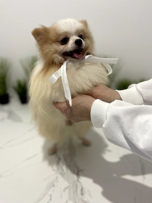 Померанські шпіци  чарівні крихітки чекають на вас