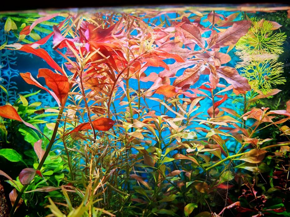 Roślinki do akwarium