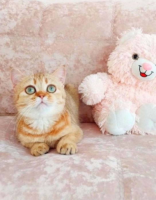 Очаровательная малышка шотландочка Скотіш Страйт