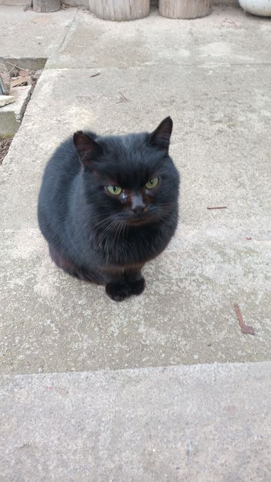 Кот Породы Бомбей в хорошие руки.