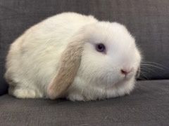 Króliki baranek karzełek miniaturka mini lop