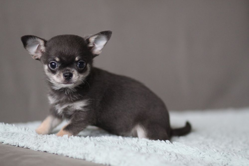 *** Chihuahua krótkowłosa suczka**