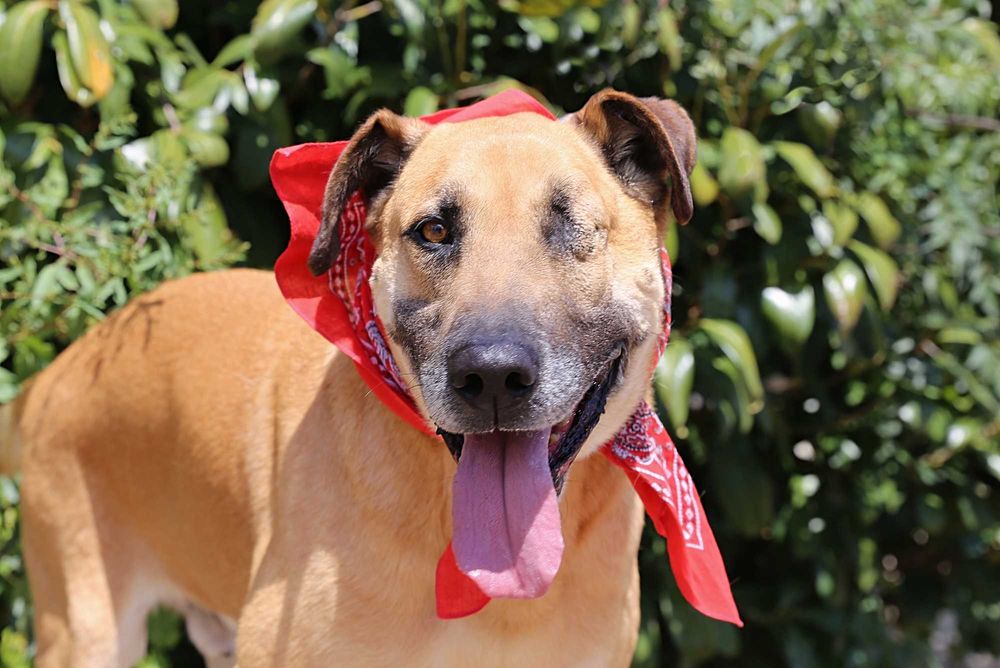 Milagre - cão grande para adoção