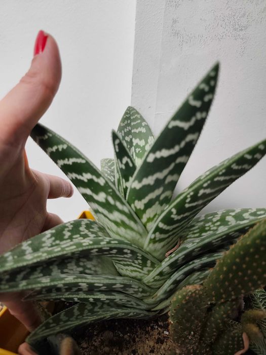 Aloe variegata - planta grande