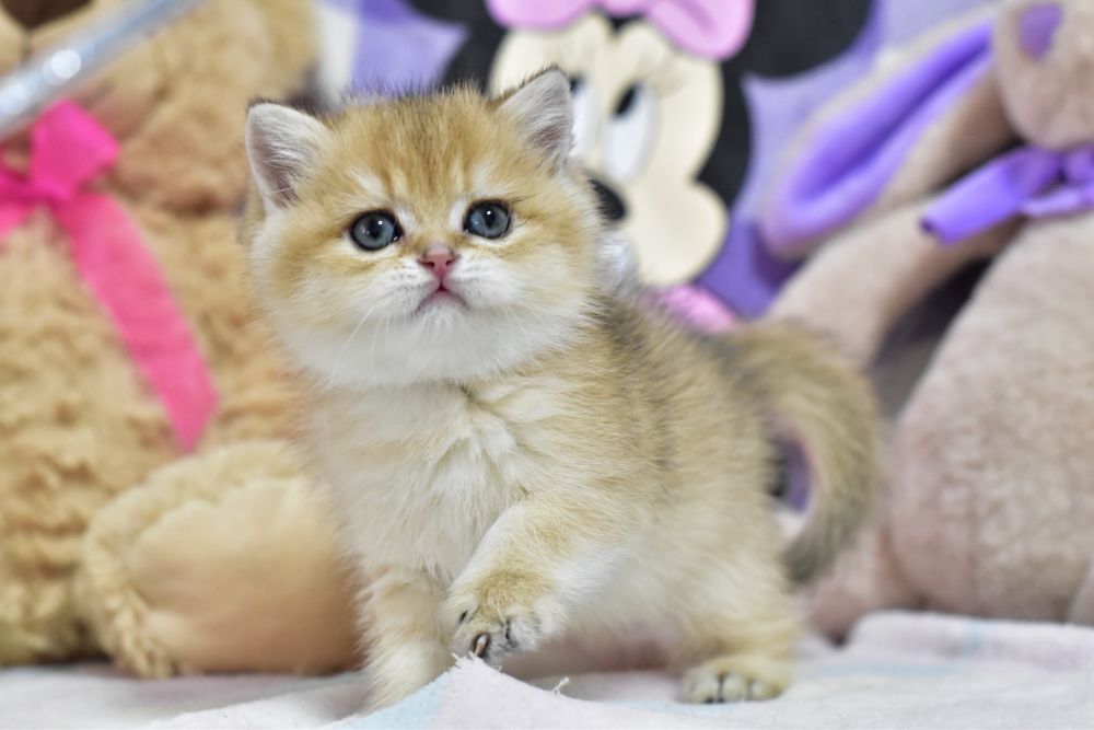 Золота шиншила , дуже лагідна дівчинка