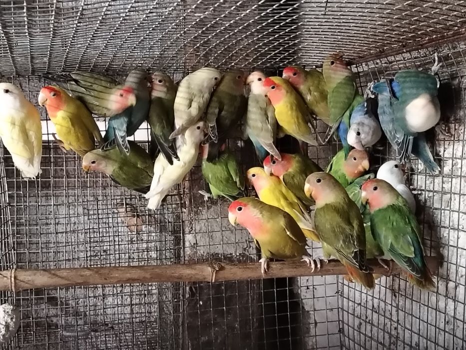 Várias Aves disponíveis