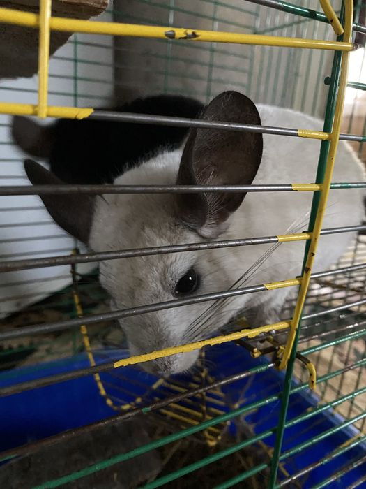 Грайлива пухнаста сімейка