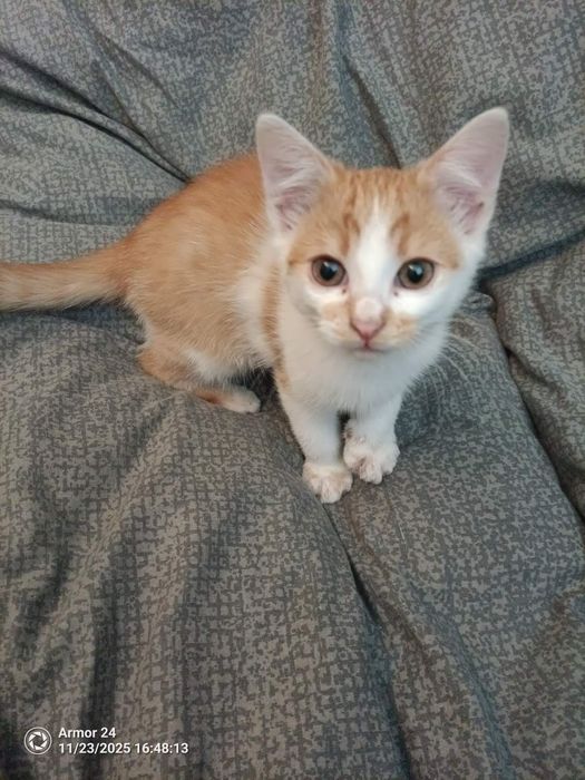 Віддаю котиків в добрі руки, усі хлопчики безкоштовно