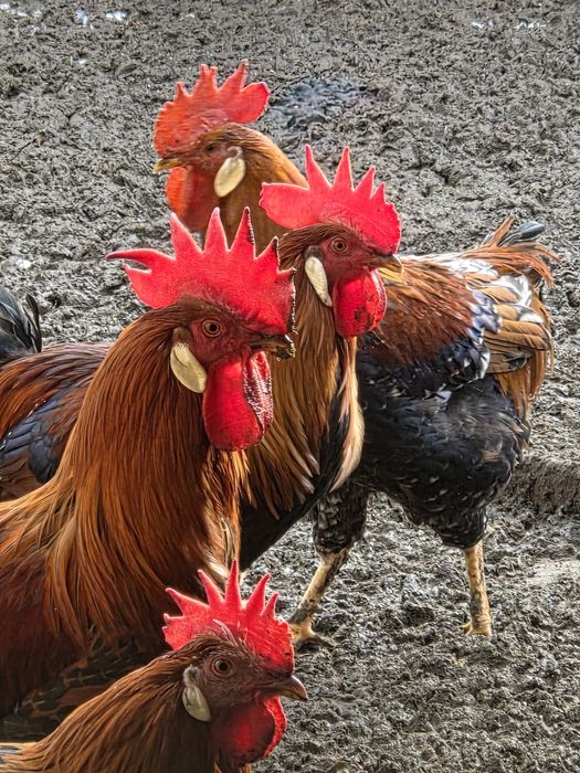 Koguty włoszki włoszka kuropatwiane porcelanowe