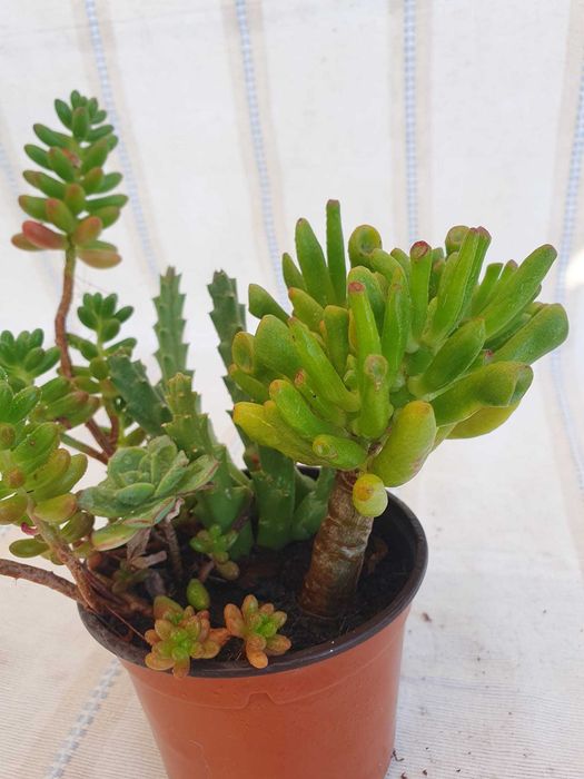 Planta - Crassula & Sedum & Rhipsalis