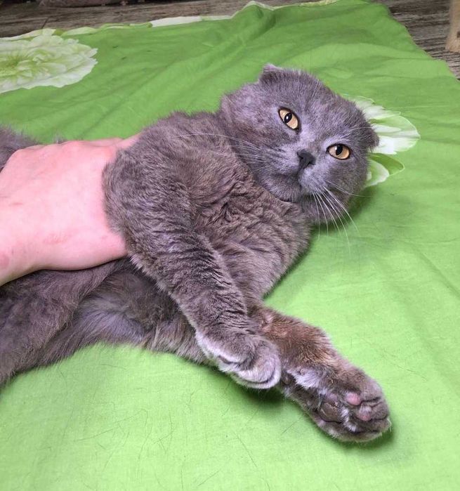 Дивовижний красень! шотландський висловухий котик Яша