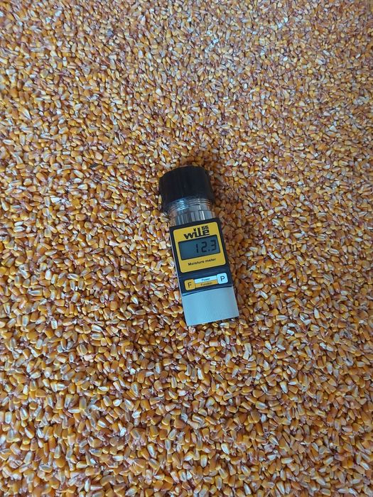 Кукурудза на продаж
