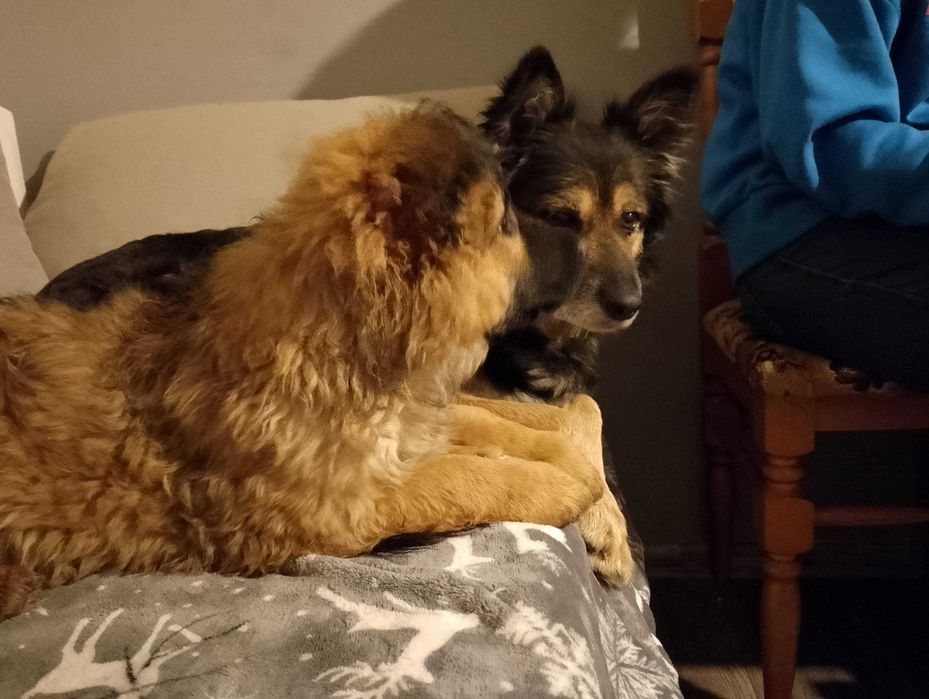 Szczeniak do oddania