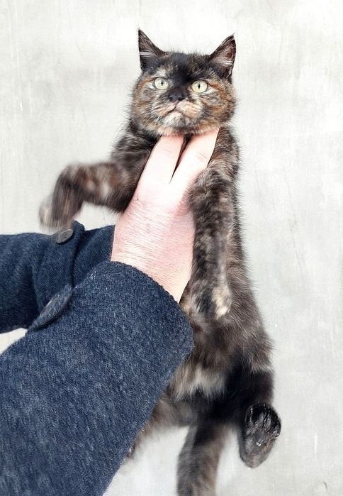 Отдам котёнка-девочку черепахового окраса