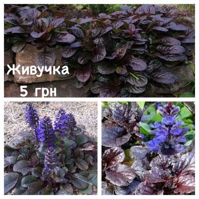 Ромашка жовта (багаторічна), вербозілля, живучка