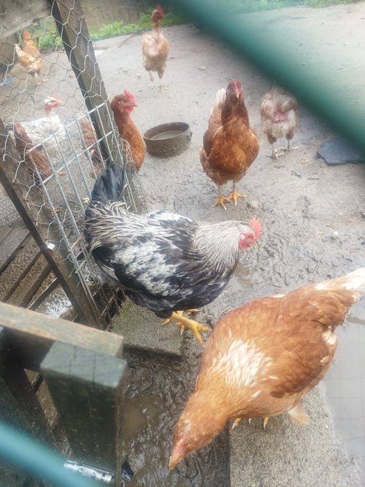 Vendo galos caseiros