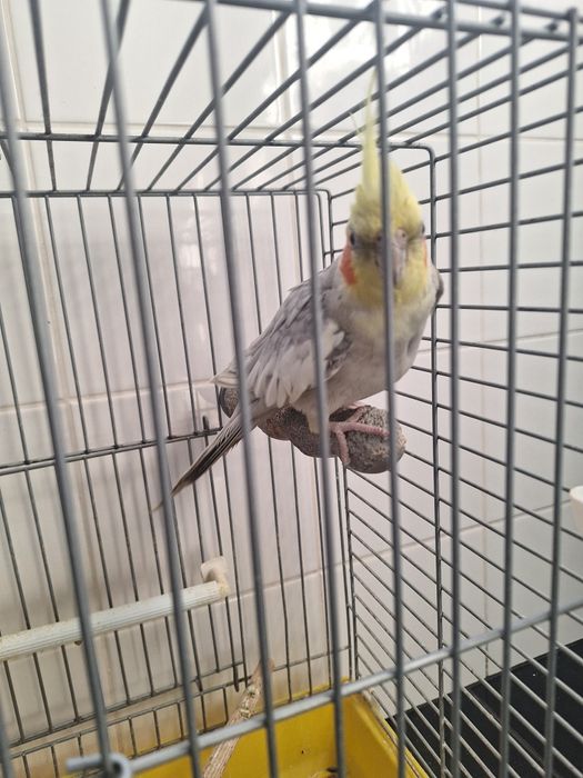 Caturras procuram novo lar