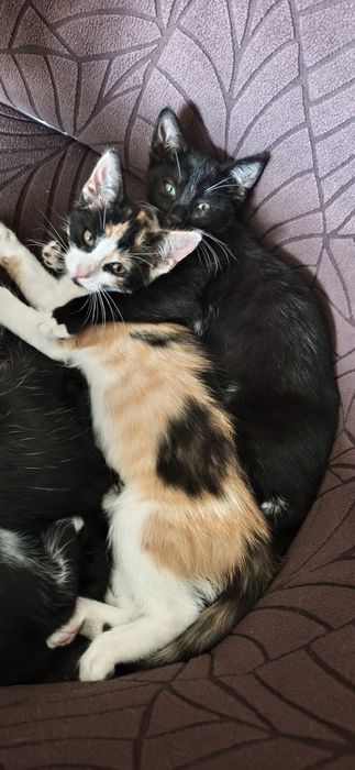 Do adopcji dwie kotki.