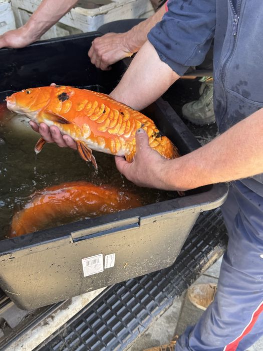 Karp Koi, gigantyczne egzemplarze - hodowla