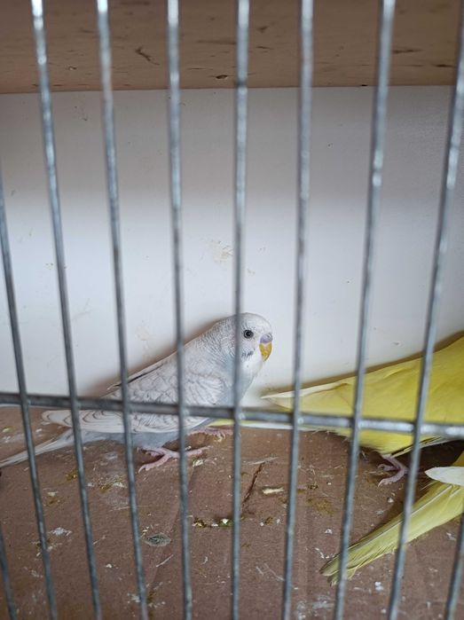 Papugi faliste nimfy 2025