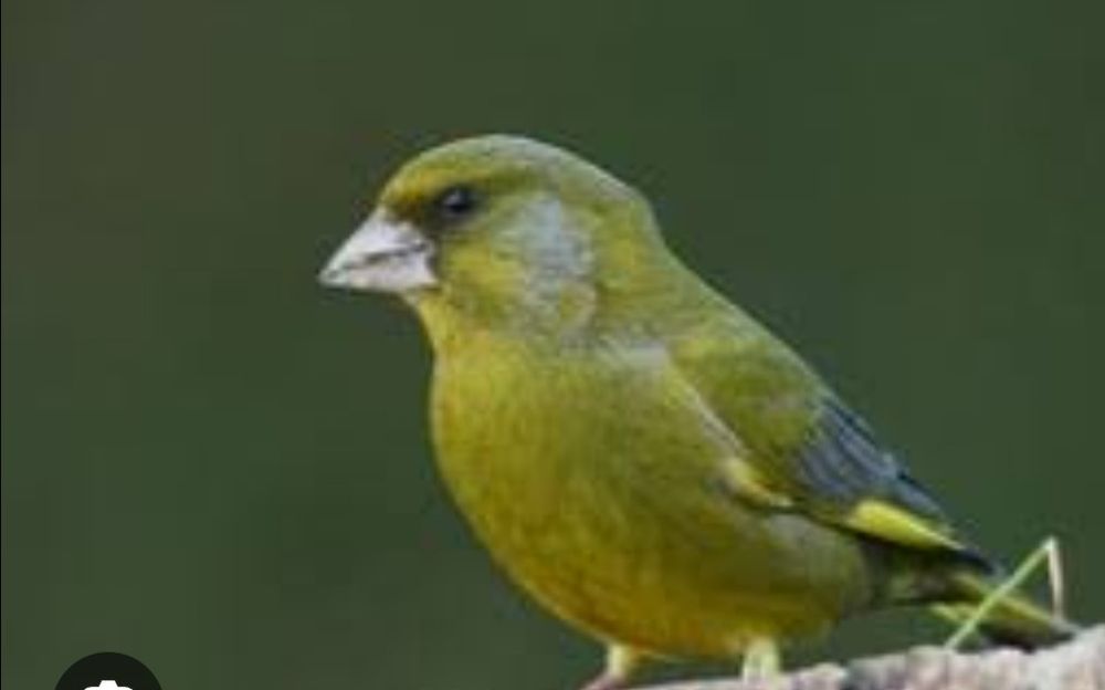 Casal de canários verdes ideais para criar ou cantar
