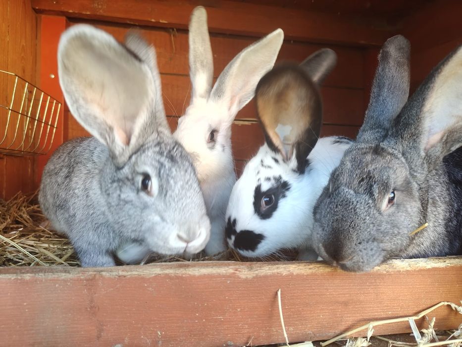 Sprzedam młode króliki