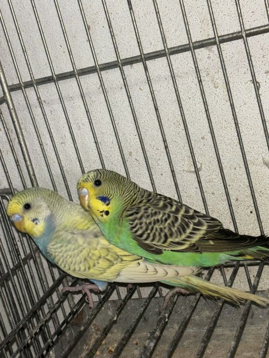 3 casais de periquiros reprodutores disponiveis ofereco os filhos