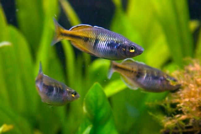 Tęczanki Boesemana - młode