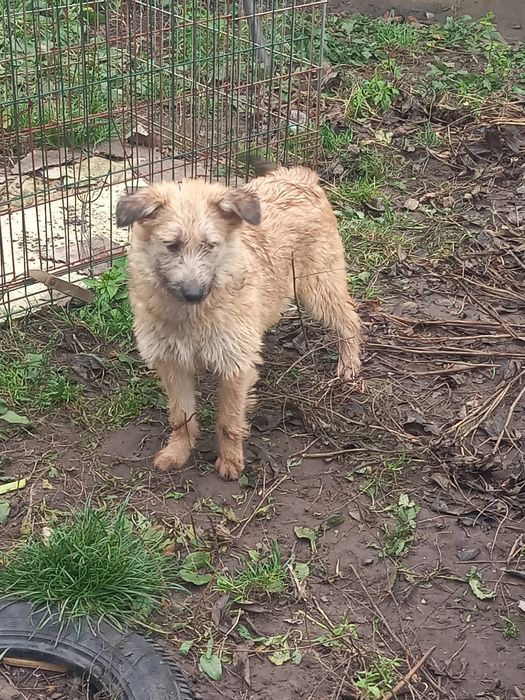 Лілу шукає родину