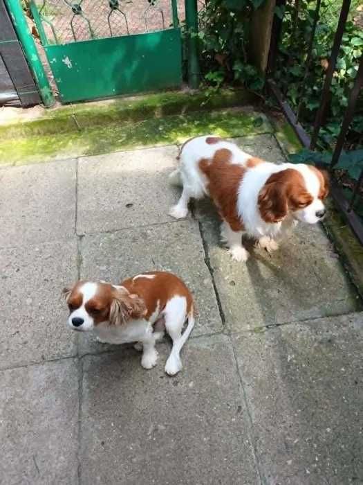 Cavalier King Charles Spaniel - SZCZENIAK piesek