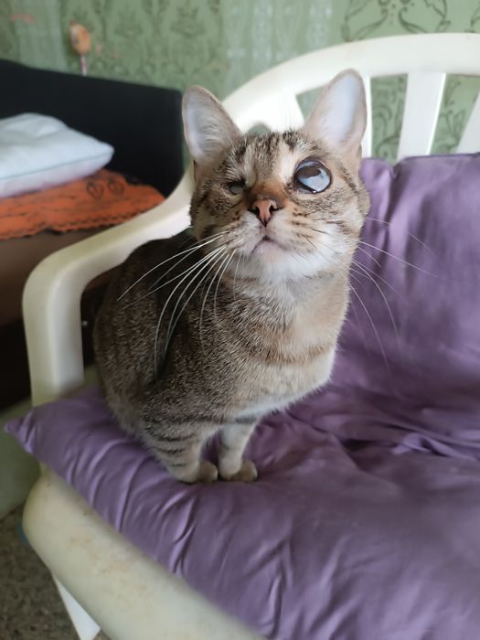 Котики евакуація Покровськ хлопчик,2 дівчинки