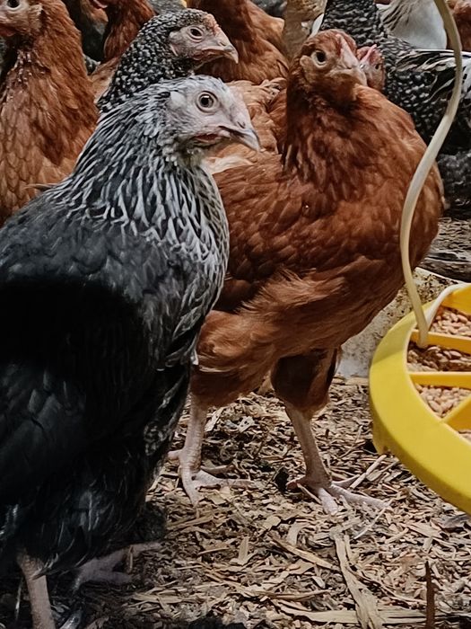 Kury nioski 11 tygodniowe